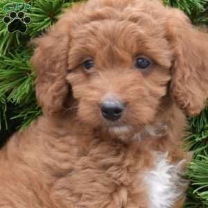 Mia, Mini Goldendoodle Puppy