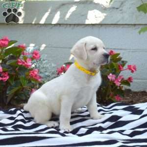Mia, Yellow Labrador Retriever Puppy