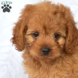 Mia, Cavapoo Puppy