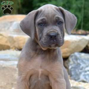 Mia, Cane Corso Puppy