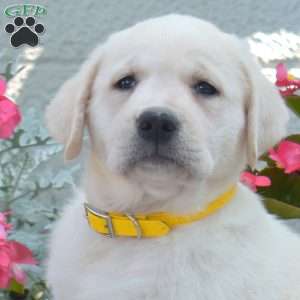 Mia, Yellow Labrador Retriever Puppy