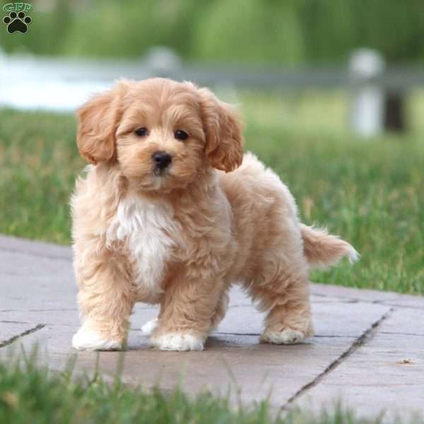 Mia, Maltipoo Puppy