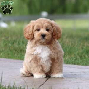 Mia, Maltipoo Puppy
