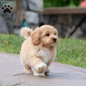 Mia, Maltipoo Puppy