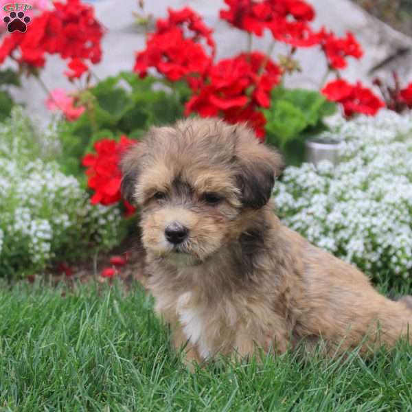 Micah, Havanese Puppy