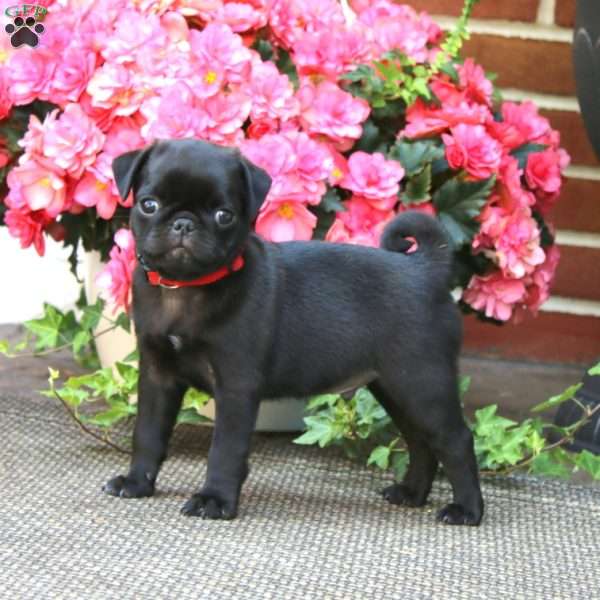 Micah, Pug Puppy