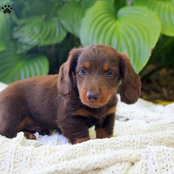 Mickey, Dachshund Puppy