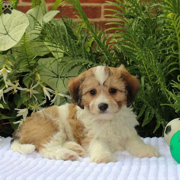 Mickey, Cavachon Puppy