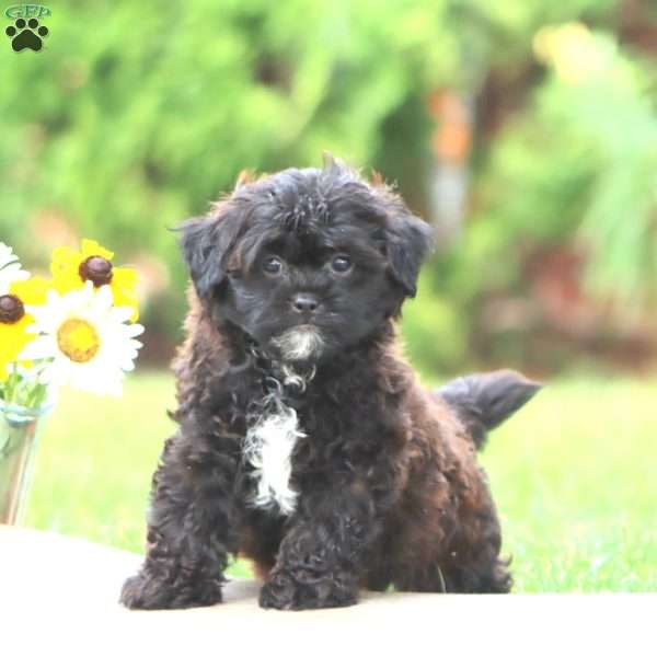 Mickey, Shih-Poo Puppy