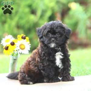 Mickey, Shih-Poo Puppy