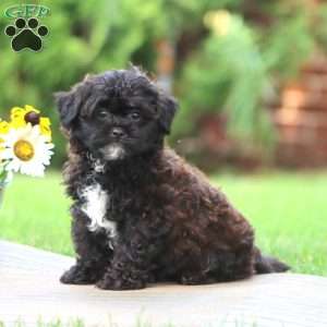 Mickey, Shih-Poo Puppy