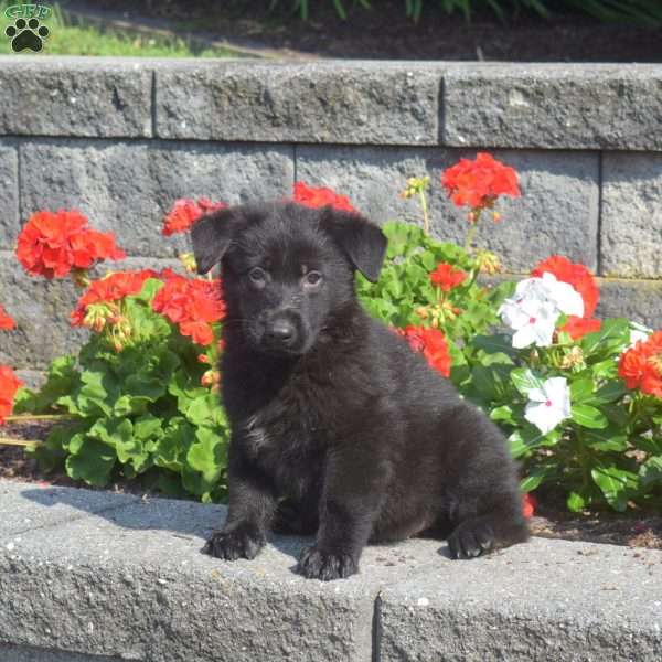 Midnight, German Shepherd Puppy