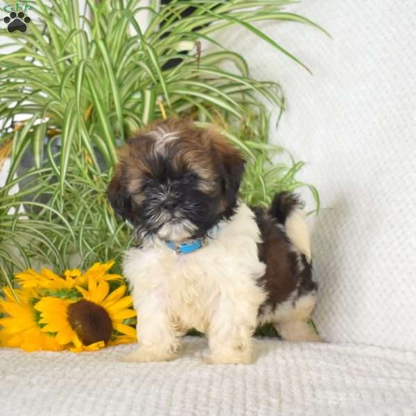 Midnight, Shih Tzu Puppy