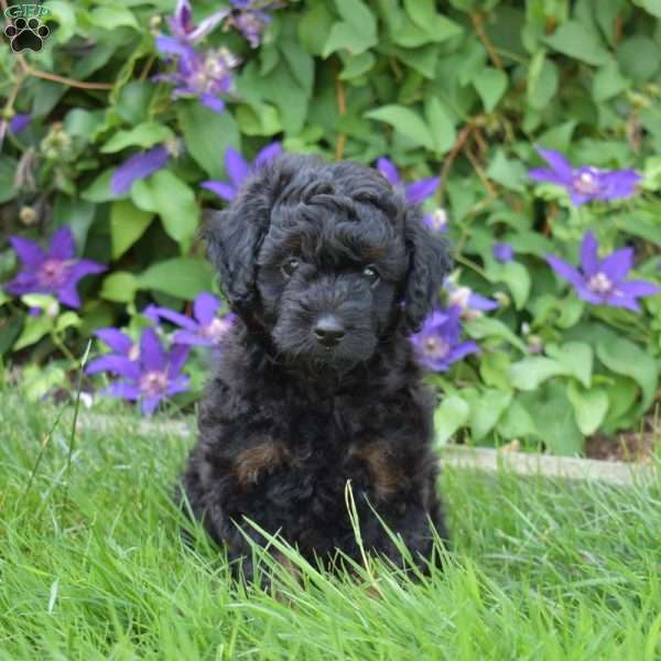 Midnight, Cavapoo Puppy