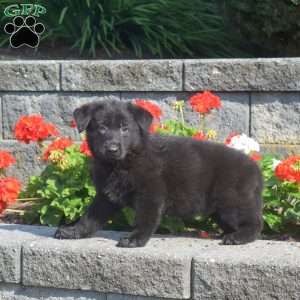 Midnight, German Shepherd Puppy
