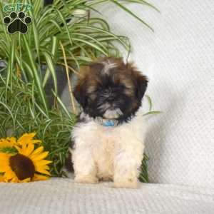 Midnight, Shih Tzu Puppy