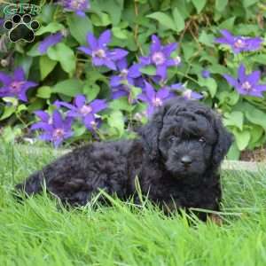 Midnight, Cavapoo Puppy