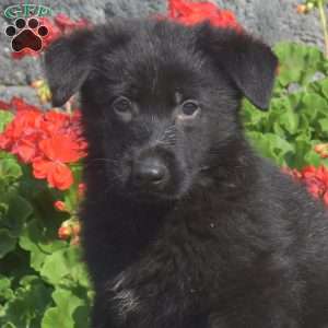 Midnight, German Shepherd Puppy