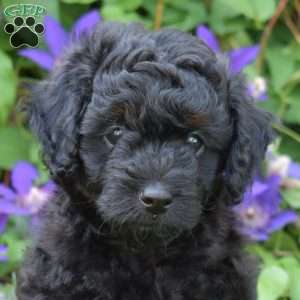 Midnight, Cavapoo Puppy