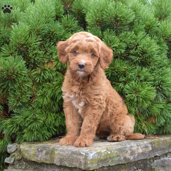 Mikayla, Mini Goldendoodle Puppy