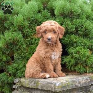 Mikayla, Mini Goldendoodle Puppy
