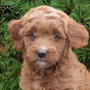 Mikayla, Mini Goldendoodle Puppy