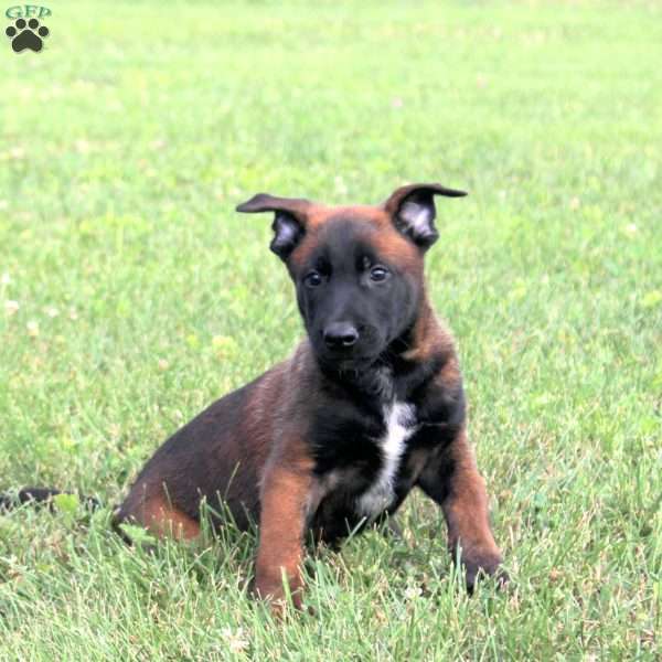 Mikey, Belgian Malinois Puppy