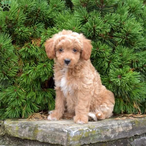Mikey, Mini Goldendoodle Puppy