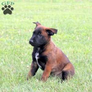 Mikey, Belgian Malinois Puppy