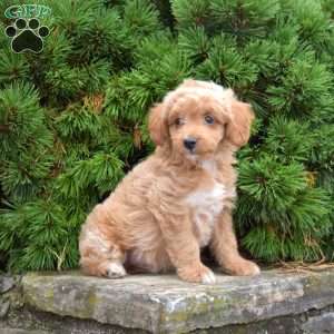 Mikey, Mini Goldendoodle Puppy