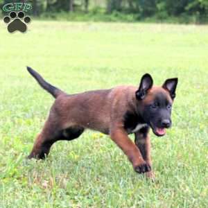 Mikey, Belgian Malinois Puppy