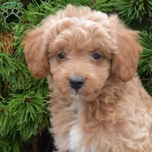Mikey, Mini Goldendoodle Puppy