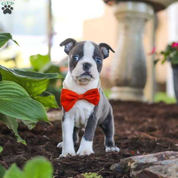Miles, Boston Terrier Puppy