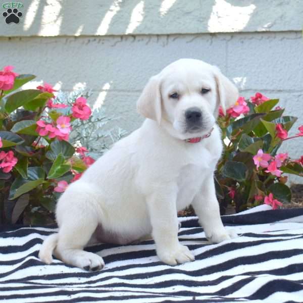 Miles, Yellow Labrador Retriever Puppy