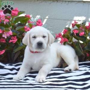 Miles, Yellow Labrador Retriever Puppy