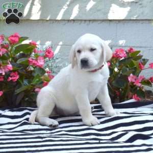 Miles, Yellow Labrador Retriever Puppy