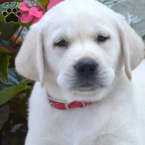 Miles, Yellow Labrador Retriever Puppy