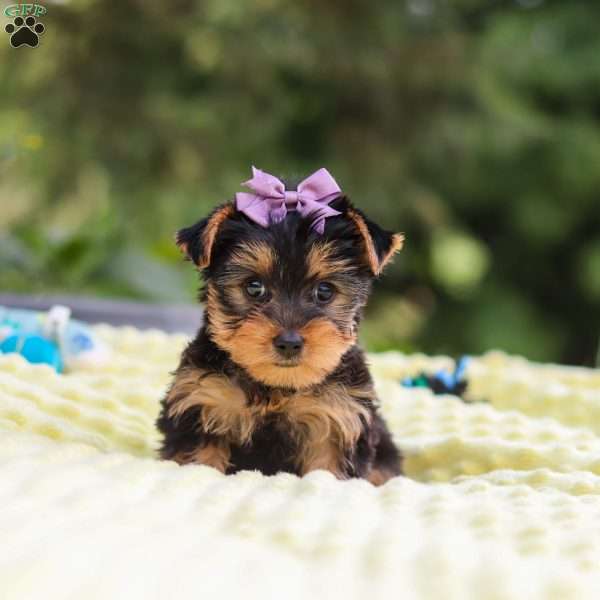 Millie, Yorkie Puppy