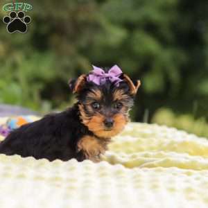 Millie, Yorkie Puppy