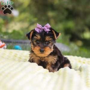 Millie, Yorkie Puppy