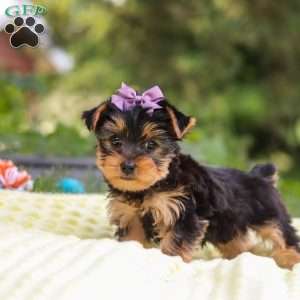Millie, Yorkie Puppy