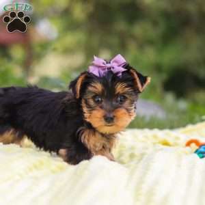 Millie, Yorkie Puppy