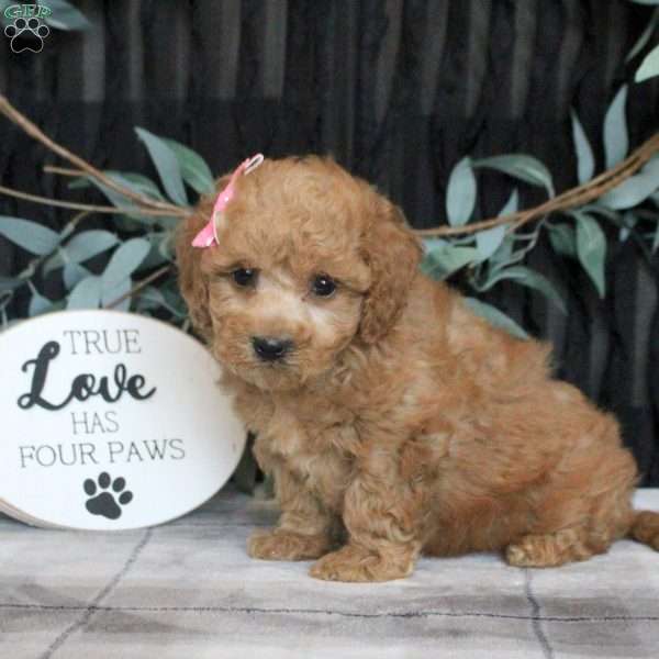 Millie, Bich-Poo Puppy