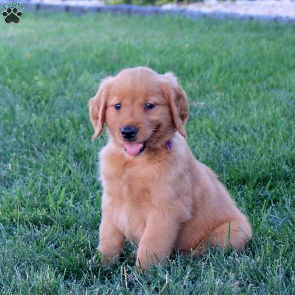 Millie, Golden Retriever Puppy