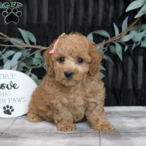 Millie, Bich-Poo Puppy