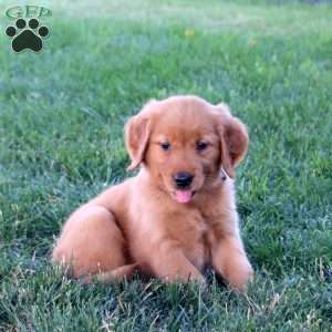Millie, Golden Retriever Puppy