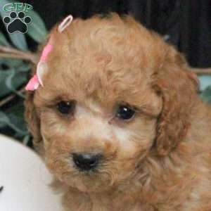 Millie, Bich-Poo Puppy