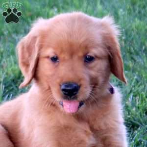 Millie, Golden Retriever Puppy