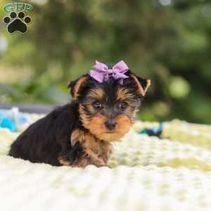 Millie, Yorkie Puppy