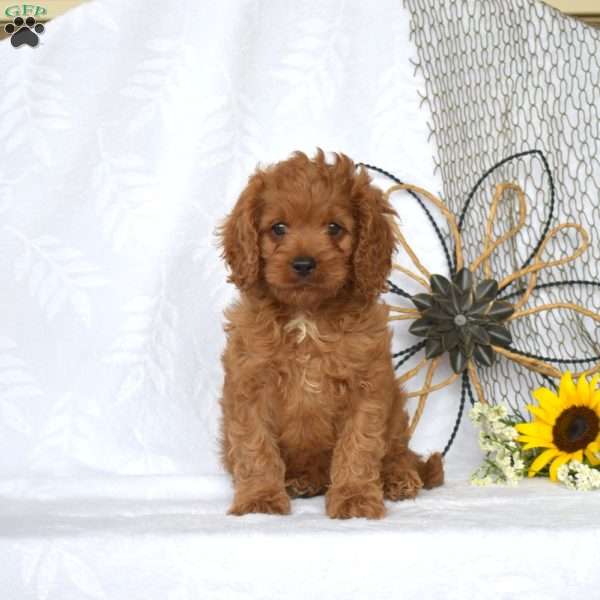 Milo, Cavapoo Puppy